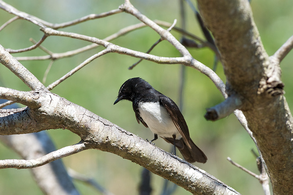 Willie Wagtail 2