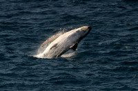 Humpback whale 6
