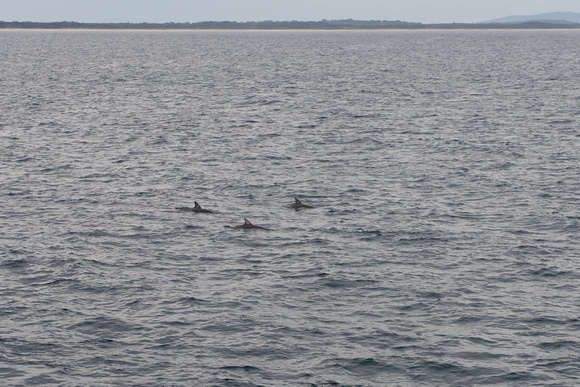 Three dolphins, Port Macquarie, BH