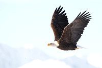 American Bald Eagle, Haines, Alaska November 2011