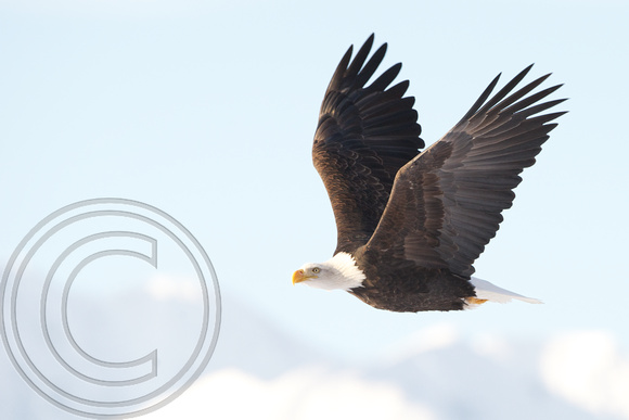 American Bald Eagle, Haines, Alaska November 2011