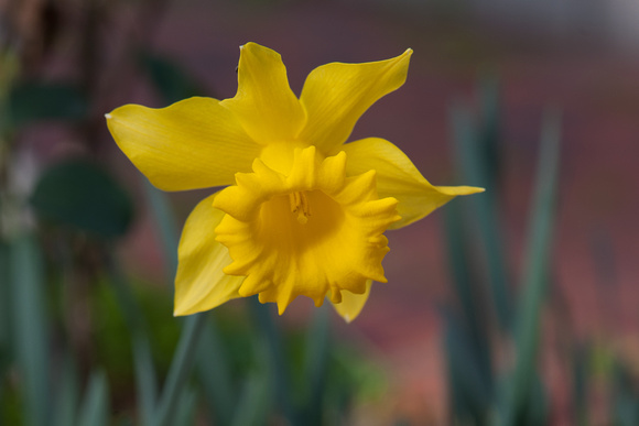 Daffodil Magnifique 2