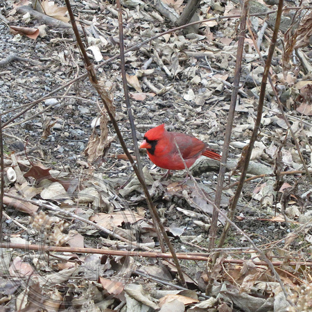 Cardinal, Central Park, New York 1