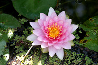 Waterlilly 1