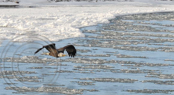 Eagle over freezing river