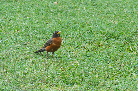American robin, Williamsburg