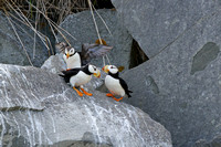 Puffin family 2