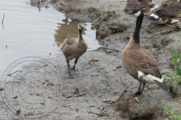 Canada goose and gosling, Anchorage