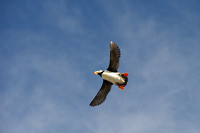 Puffin flying overhead 1