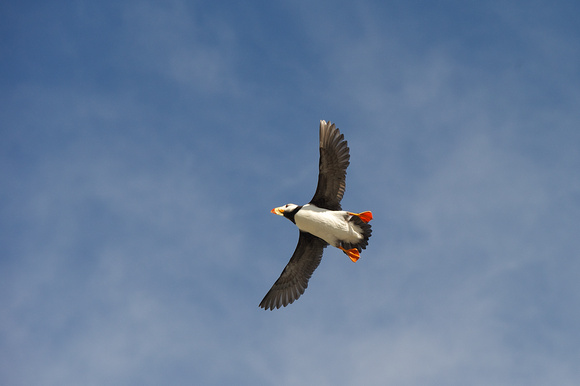 Puffin flying overhead 1