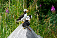 Puffin family 3