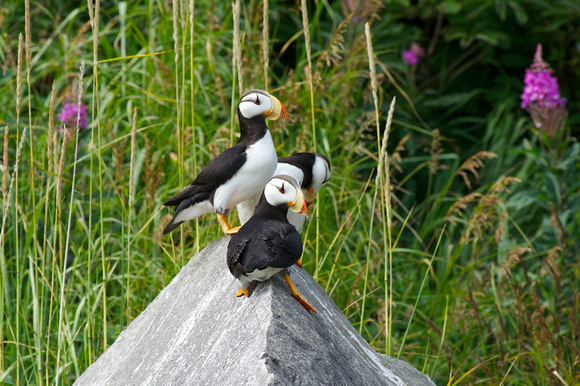 Puffin family 3