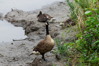 Canada goose, Anchorage