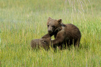 Grizzly bears of Alaska
