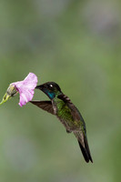 Hummingbirds Costa Rica