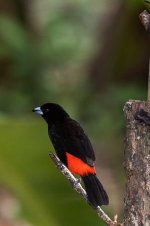 Red rumped tanager