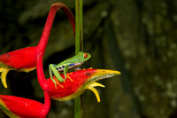 Frogs of Costa Rica