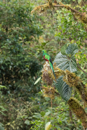 Male Quetzal 1