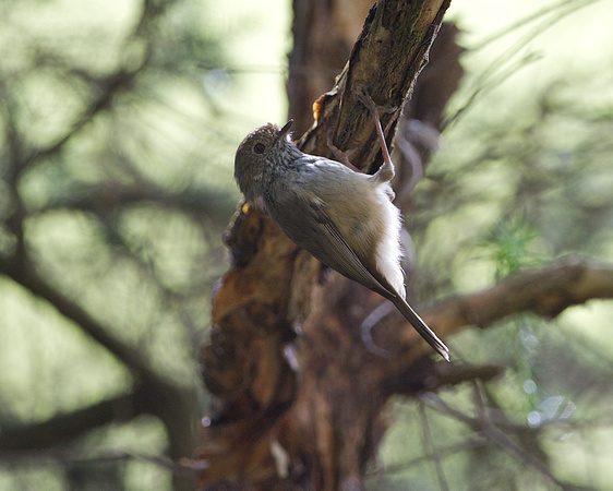 Brown thornbill 2