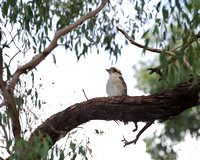 Kookaburra, branches framing in shape of Australia