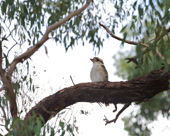 Kookaburra, branches framing in shape of Australia