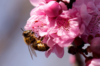 Bee in blossom 2
