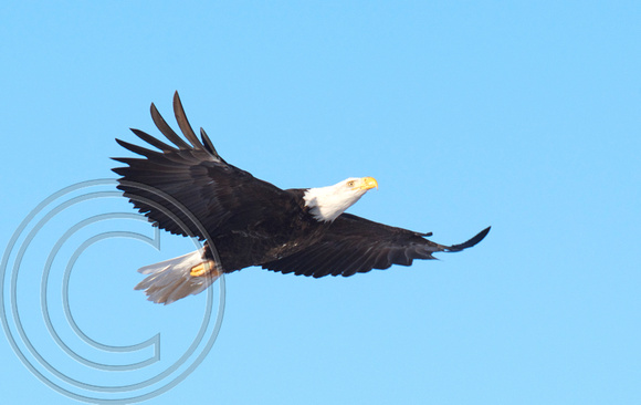 Eagle portrait in flight