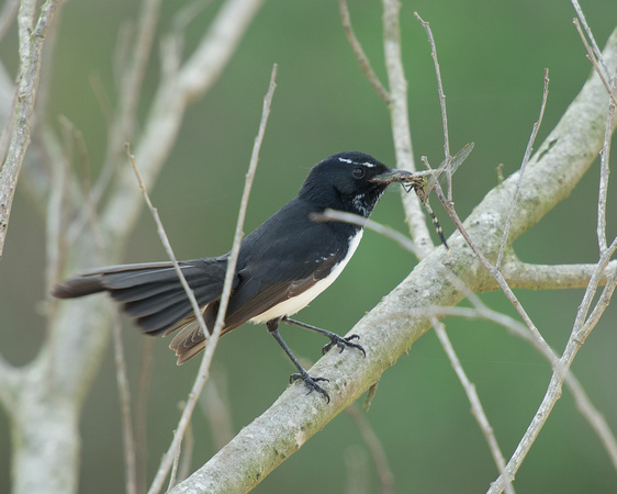 Willie wagtail with dragonfly