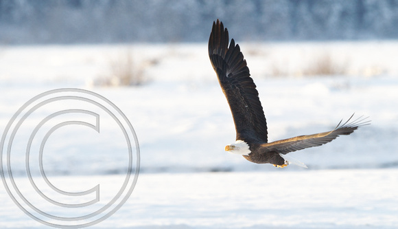 Eagle over snow