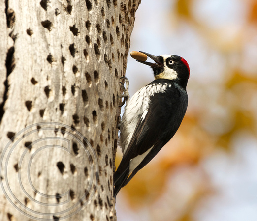 Acorn woodpecker, Portal Arizona