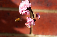Bee in blossom 3