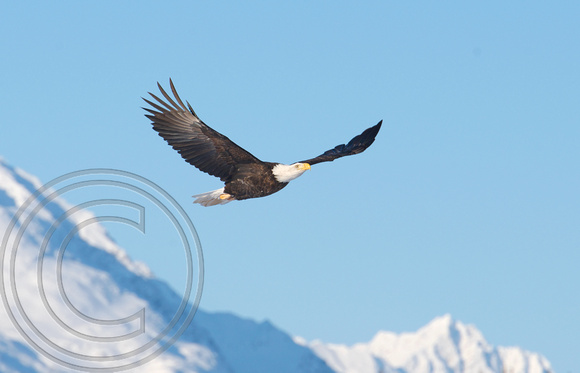 Eagle flying in snowy valley