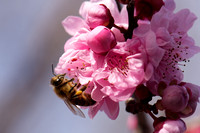 Bee in blossom 1