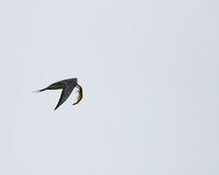 Crested tern with prawn
