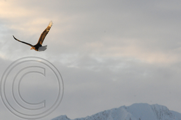 Eagle with misty background