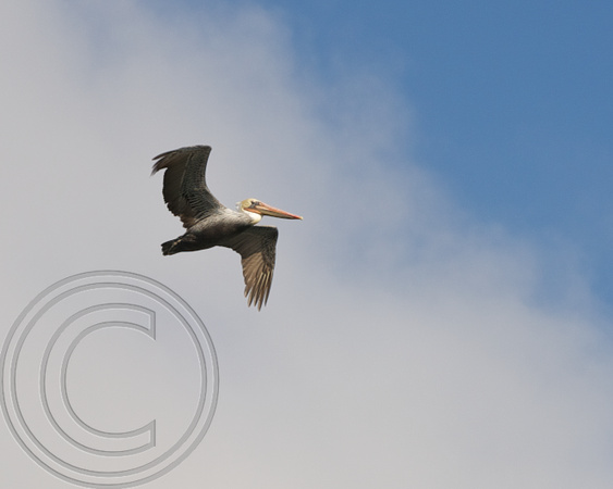 Pelican, San Francisco