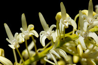 Dendrobium speciosum, Australian native orchid