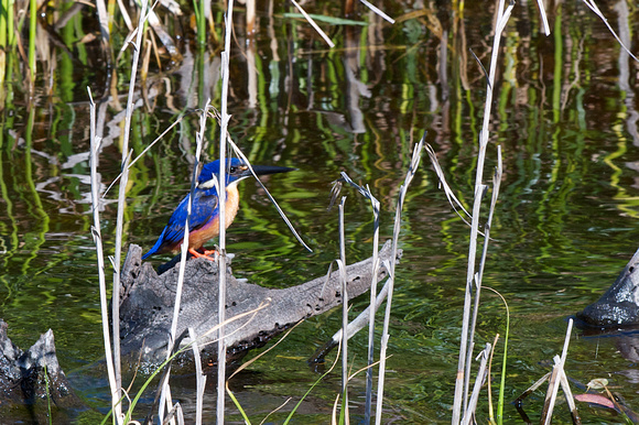 Azure Kingfisher NSW