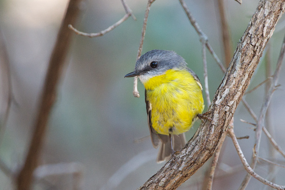 Eastern Yellow Robin NSW