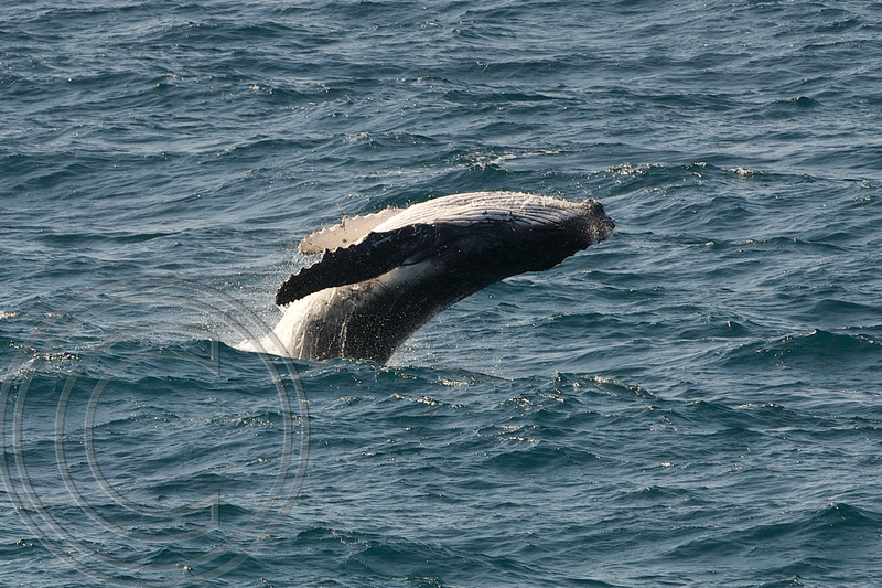 Humpback whale 1