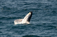 Humpback whale 4