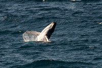 Humpback whale 5