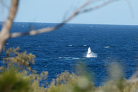 Humpback whale 11