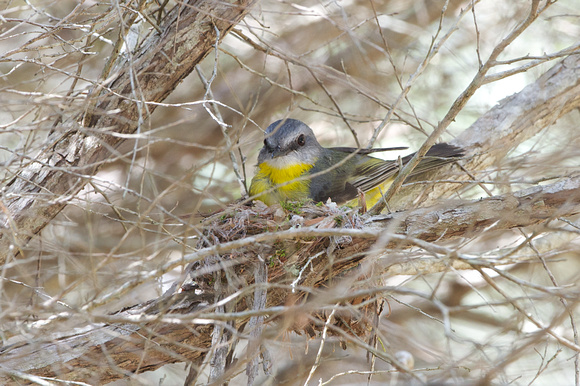 Eastern yellow robin nesting