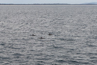 Three dolphins, Port Macquarie, BH