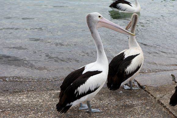 Pelican, Port Macquarie