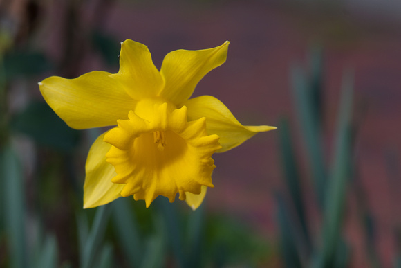 Daffodil Magnifique 1