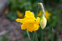 Daffodil Magnifique 3