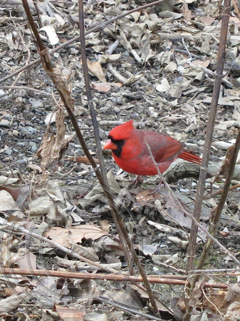 Cardinal, Central Park, New York 2