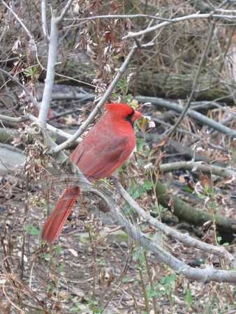 Cardinal, Central Park, New York 3